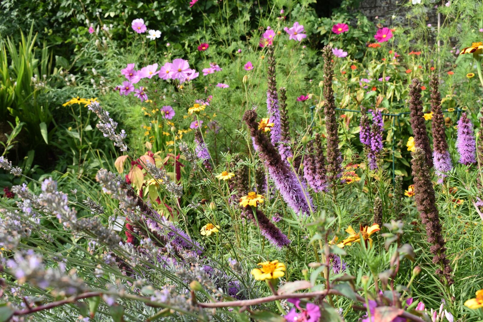 A vibrant flowerbed in the garden at Jane Austen's House