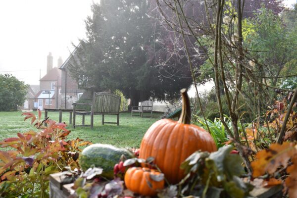 Pumpkins in Jane Austen's garden