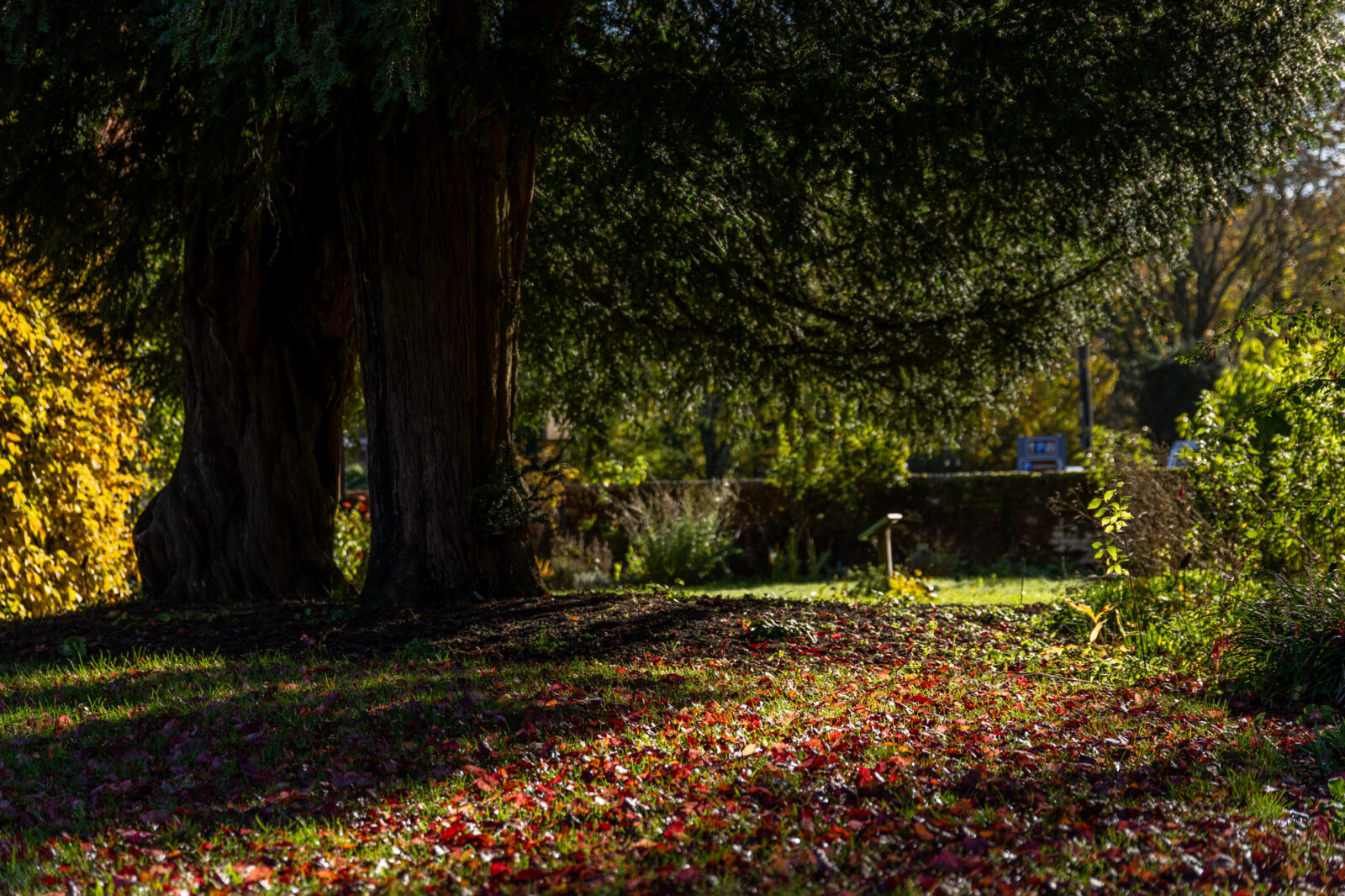 Autumn leaves in the garden at Jane Austen's House cr. Luke Shears